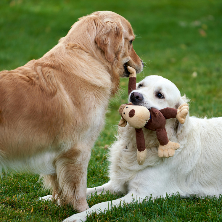 Hundespielzeug