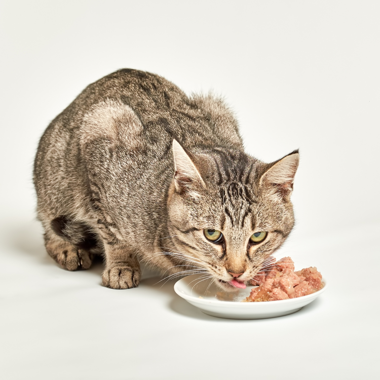Nassfutter Katze
