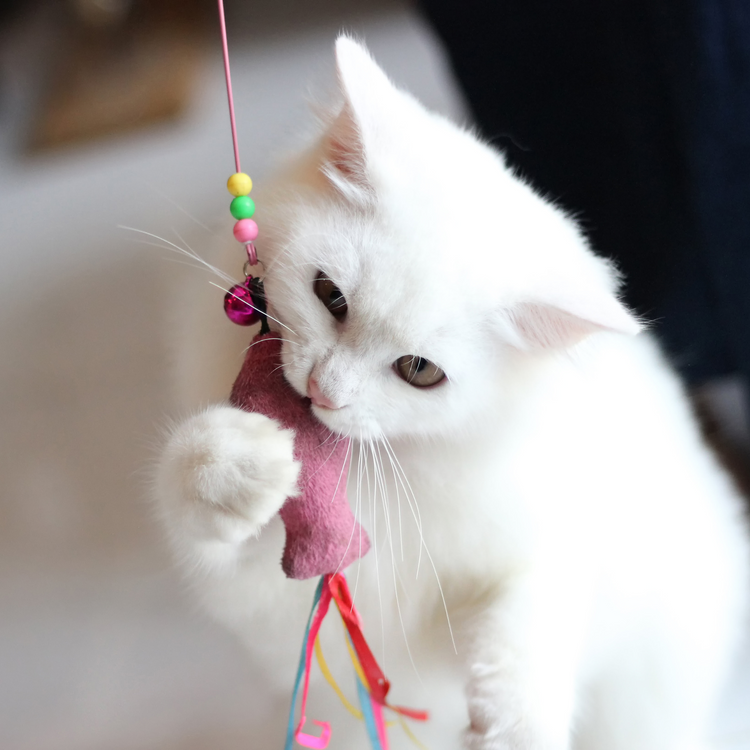 Zubehör für Katzen