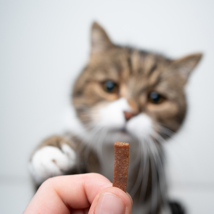 Leckerli für Katzen