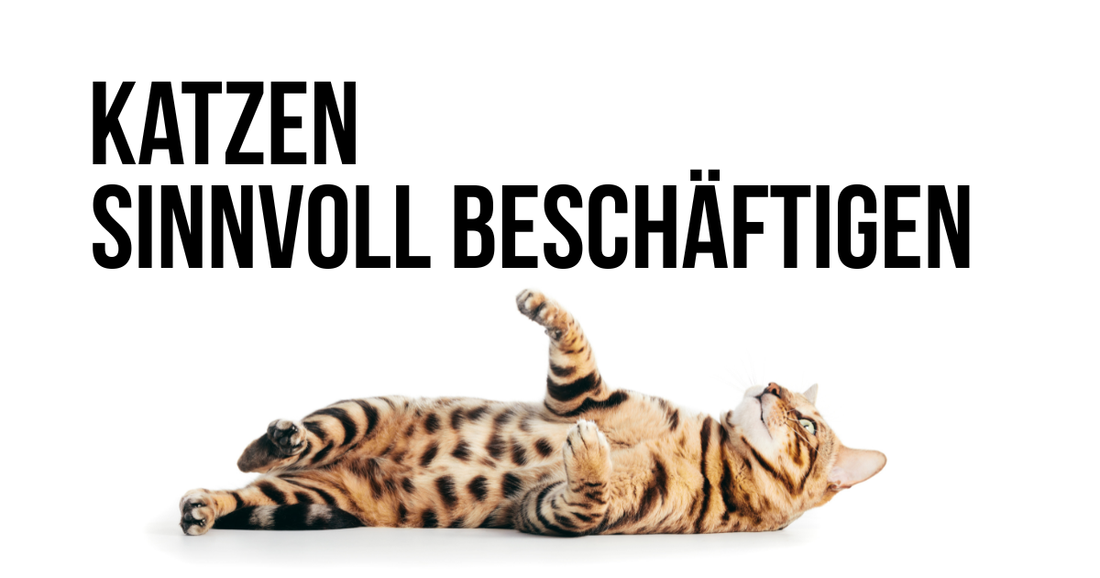 Katzen sinnvoll beschäftigen