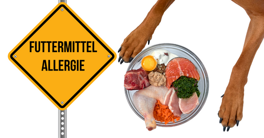 Futtermittelallergie bei Hunden-was du wissen solltest