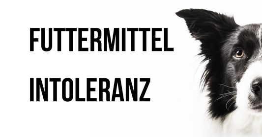 Futtermittelintoleranz bei Hunden
